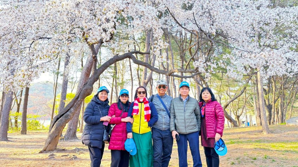 Rừng Seoul - địa điểm ngắm hoa anh đào đẹp nhất Seoul