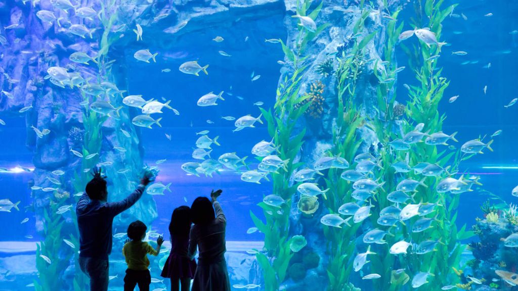 Khám phá thế giới đại dương tại Thủy cung Aquarium