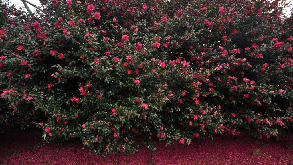 Thiên đường hoa trà tại Camellia Hill