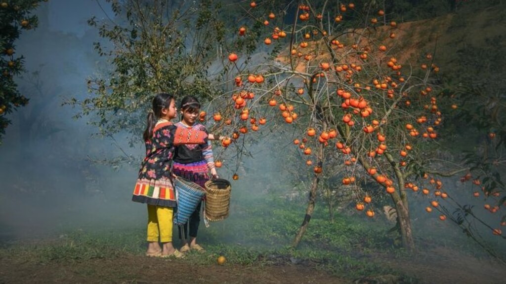 Trải nghiệm hái hoa quả theo mùa tại Mộc Châu