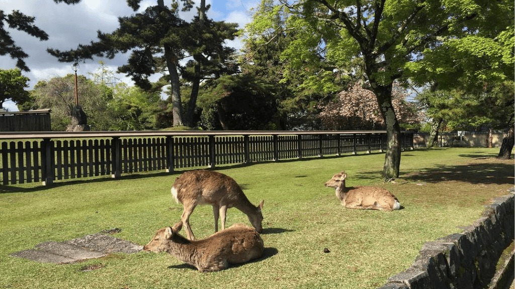 Những chú nai đáng yêu tại công viên Nara