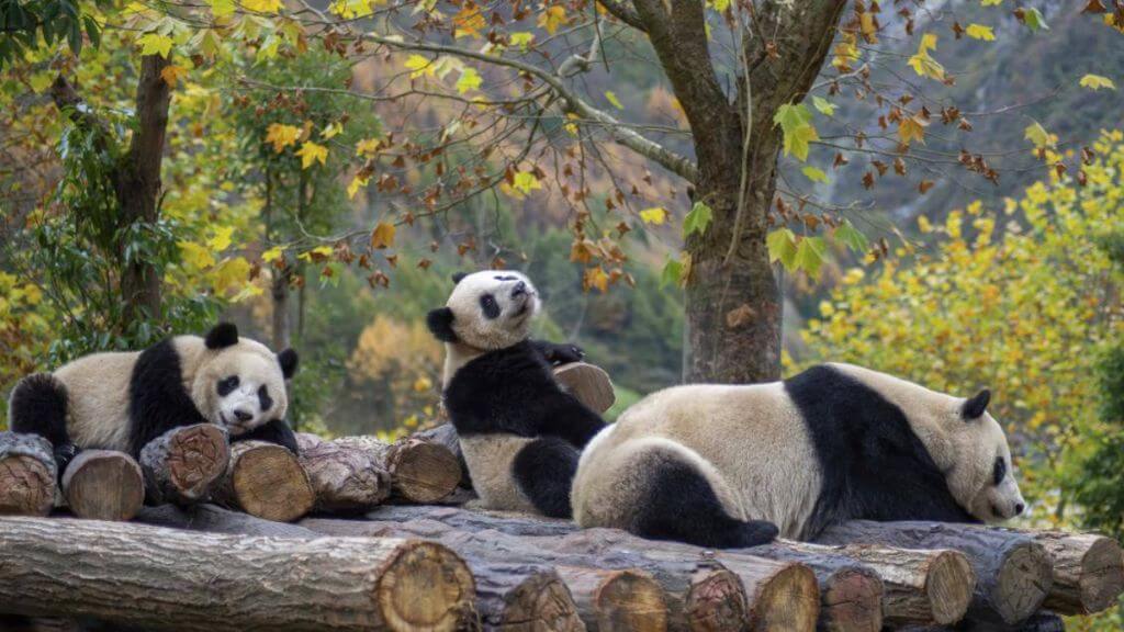 Chiêm ngưỡng Gấu Trúc trong môi trường gần với tự nhiên nhất