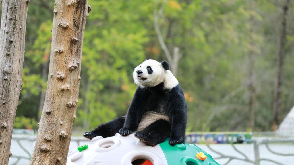 Tham quan cơ sở nghiên cứu và nhân giống Gấu Trúc Khổng Lồ Thành Đô