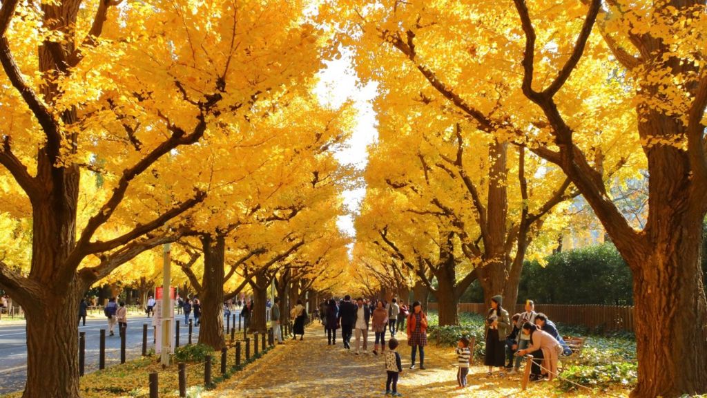 Công viên Meiji Jingu Gaien mùa thu lá vàng