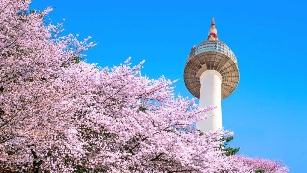 Tháp Namsan thơ mộng hơn với sắc hoa anh đào