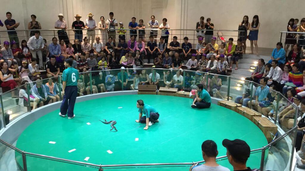 Màn trình diễn rắn độc đáo tại Viện Nghiên cứu Rắn Hoàng gia Thái Lan