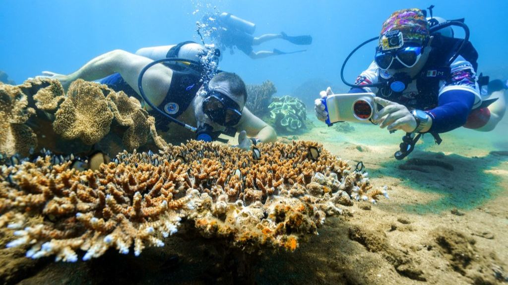 Lặn biển ngắm những rặng san hô đầy màu sắc tại Nha Trang