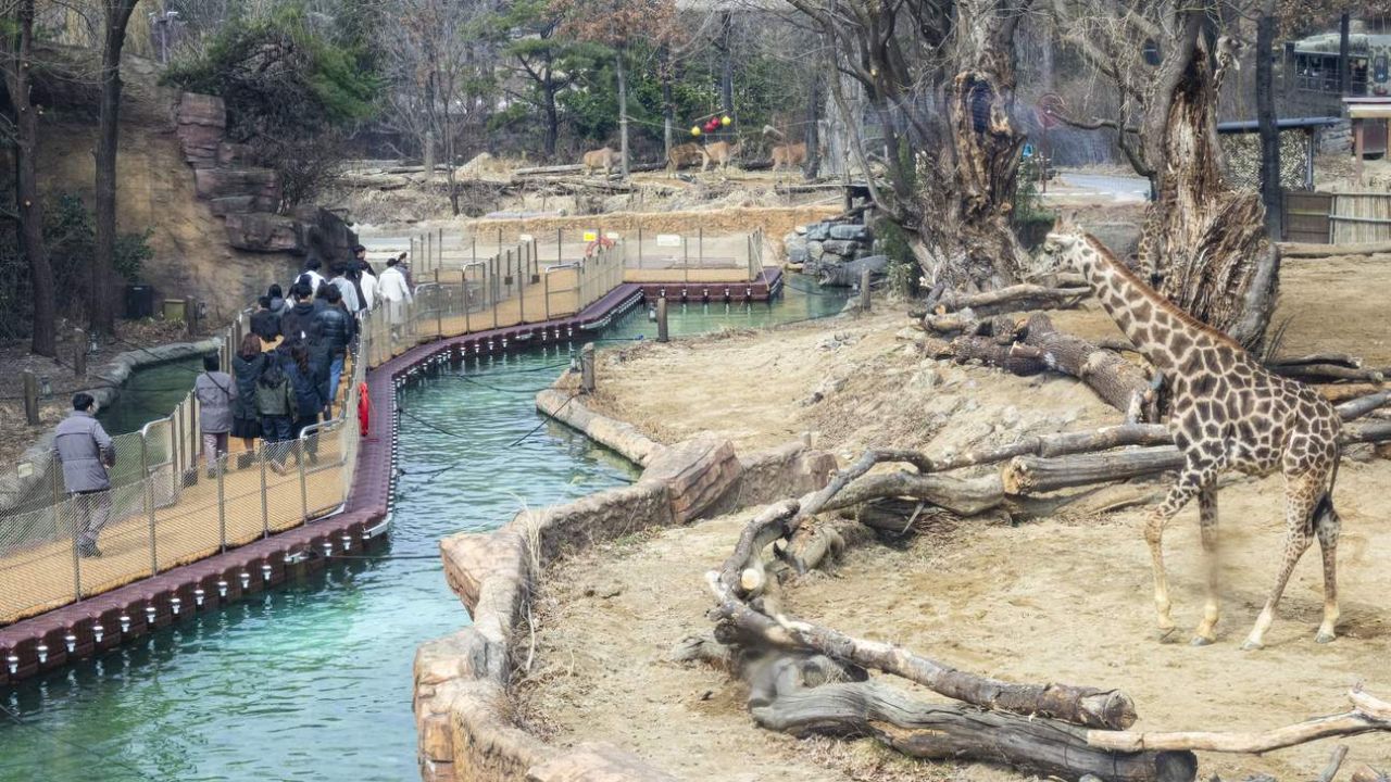 Khám phá thế giới động vật hoang dã tại Safari World Everland