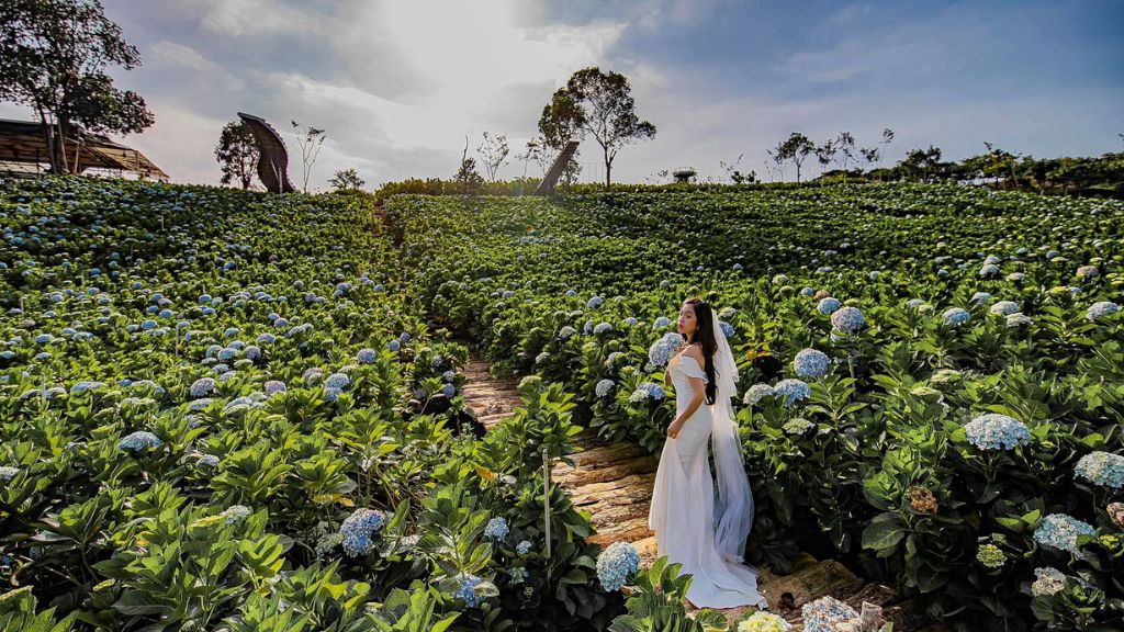 Check in cánh đồng hoa cẩm tú cầu trong tour du lịch Đà Lạt