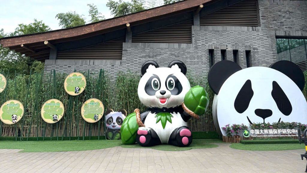 Công viên gấu trúc Thành Đô điểm đến thú vị nhất ở Tứ Xuyên