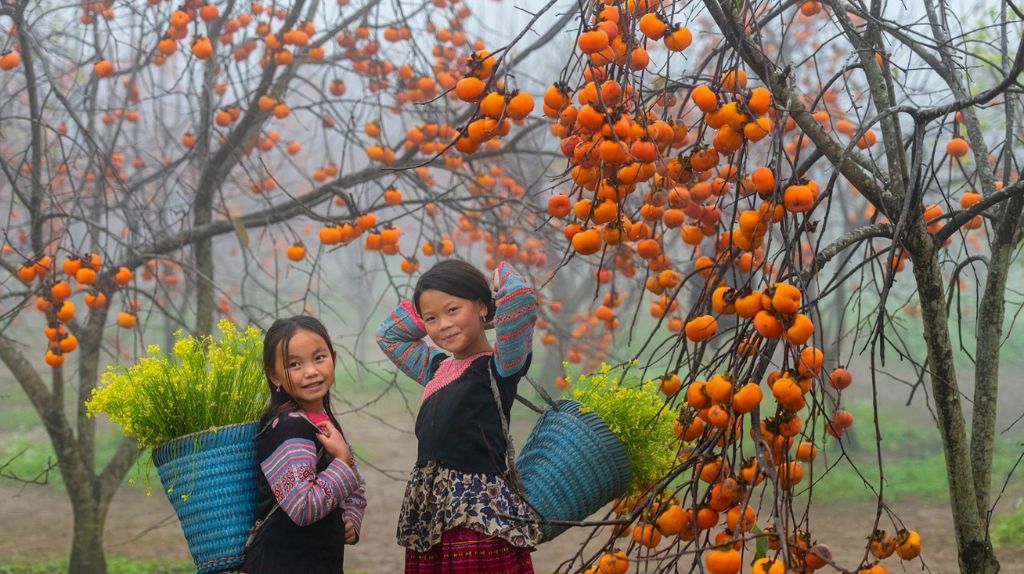 Vườn hồng chín vàng