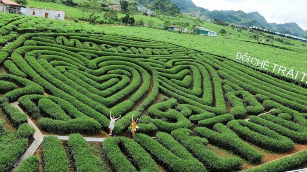 Du khách ghé thăm chụp ảnh tại Đồi Chè Trái Tim