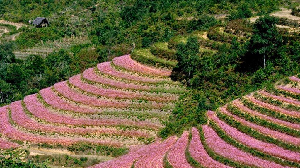 Mùa hoa tam giác mạch