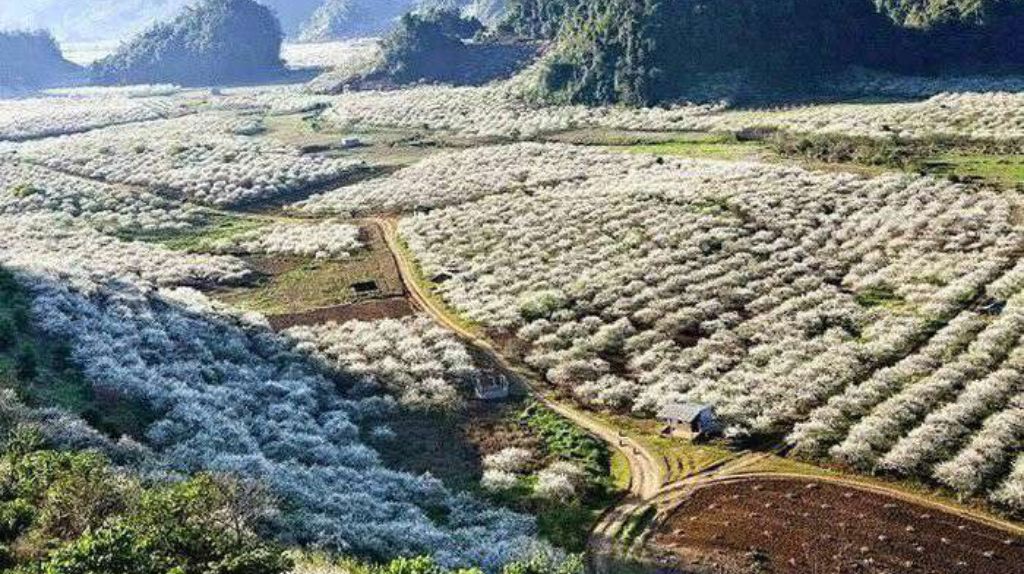 Thung lũng mận Nà Ka hoang sơ mà đẹp diệu kỳ