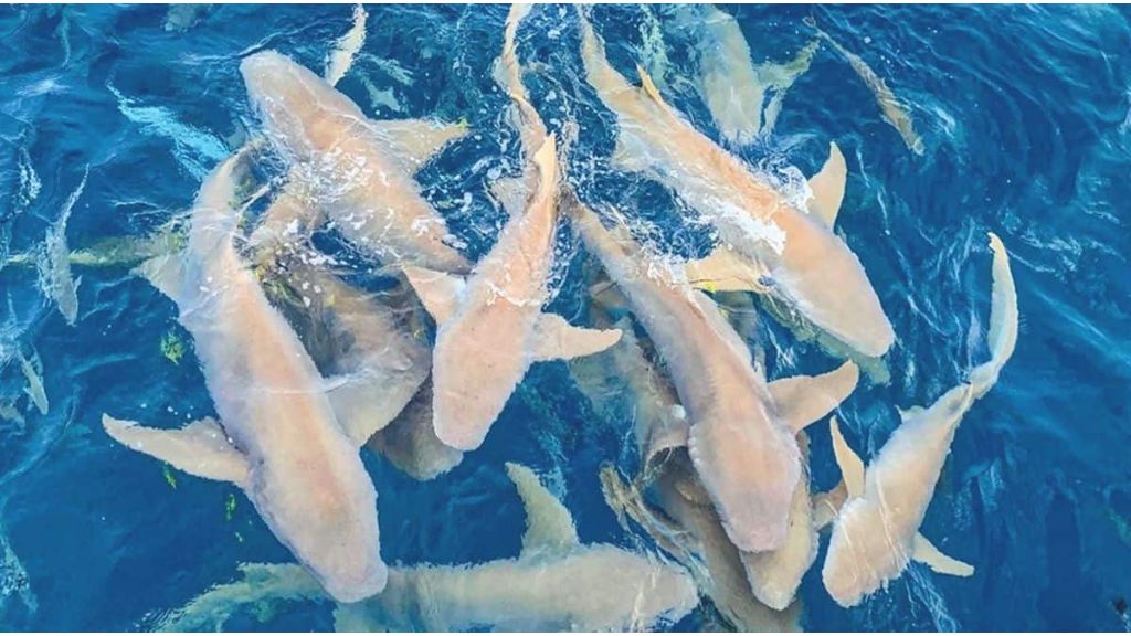Đàn cá con bơi lội dưới làn nước trong xanh
