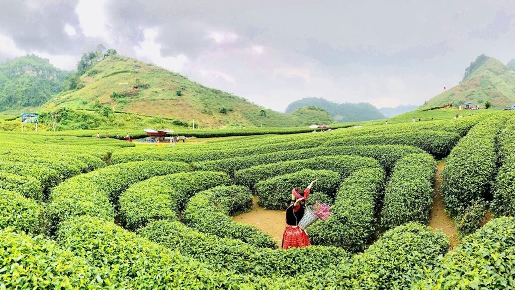 Tour Mộc Châu 2N1Đ: Cầu Kính Bạch Long - Đồi Chè Trái Tim - Thác Dải Yếm