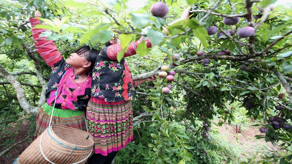 Hái mận tại Thung lũng Mận Nà Ka