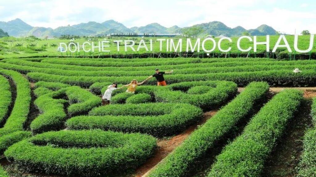 Đồi chè trái tim tuyệt đẹp tại Mộc Châu