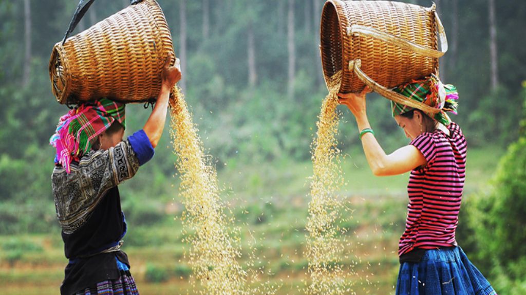 Đây là mùa lễ hội của Mù Cang Chải