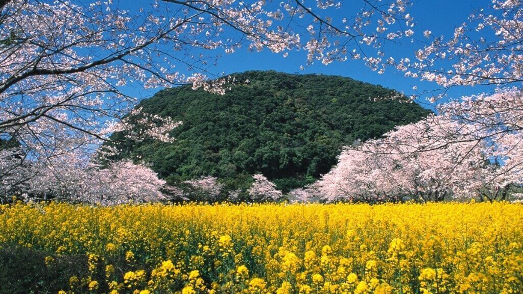 Hoa anh đào nở rộ tại Kagoshima