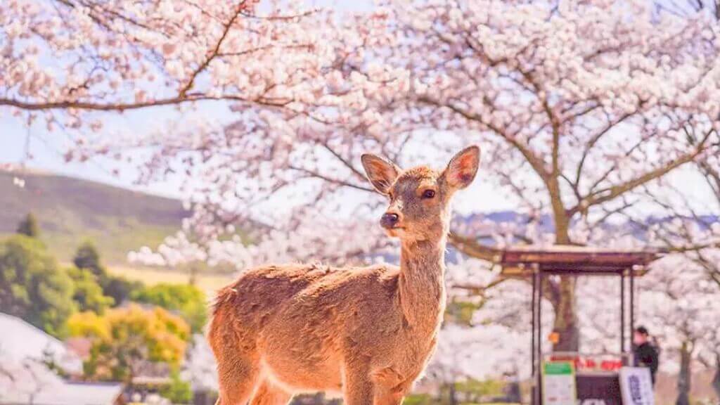 Tour ngắm hoa anh đào Kagoshima 6N5Đ   Từ Hà Nội