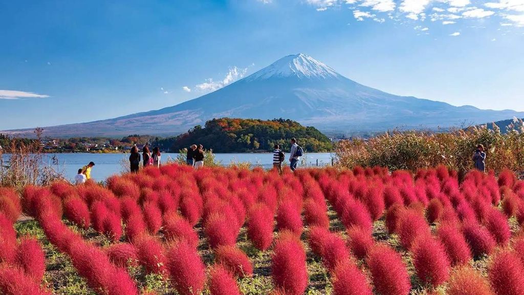 Mùa cỏ kochia tại công viên Oishi