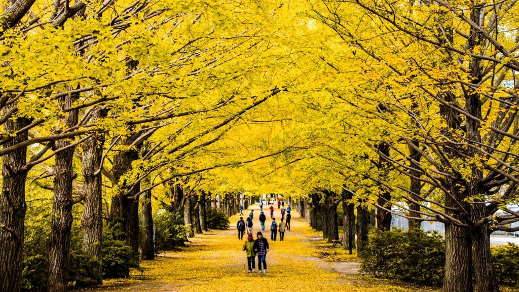 Công viên Meiji Jingu Gaien vào mùa thu