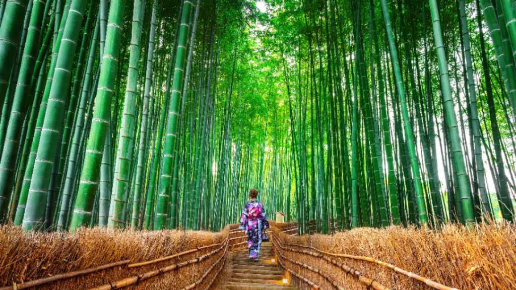 Không gian rừng tre Arashiyama xanh mát