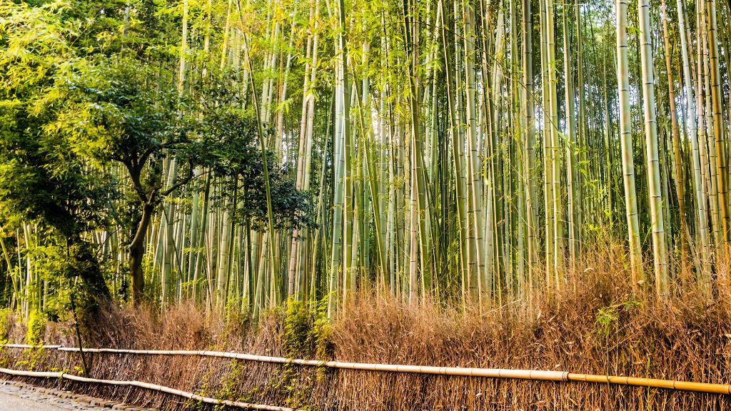 Rừng tre Arashiyama vào mùa thu