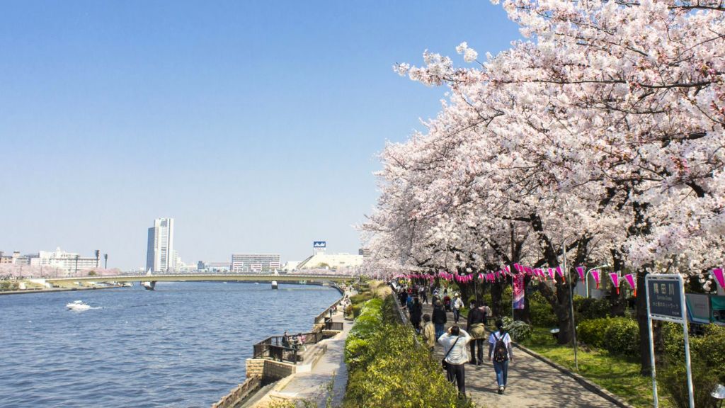 Check in hoa anh đào bên nở rộ sông Sumida