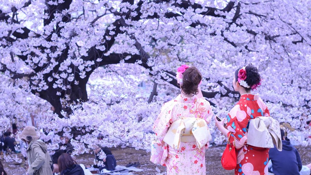 Tour hoa anh đào Nhật Bản