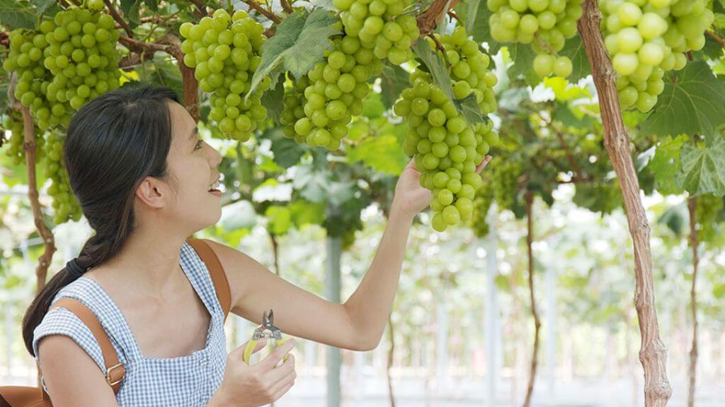 Trải nghiệm hái trái cây theo mùa