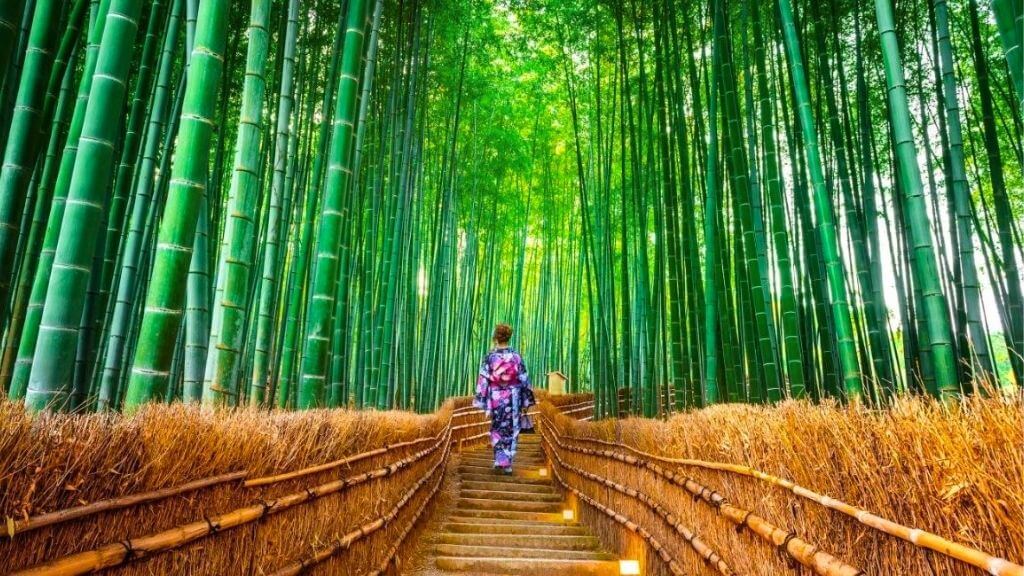 Rừng tre Arashiyama – Trải nghiệm hòa mình vào thiên nhiên thanh bình