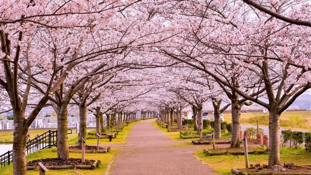 Đắm chìm vào mùa xuân tại Kansai