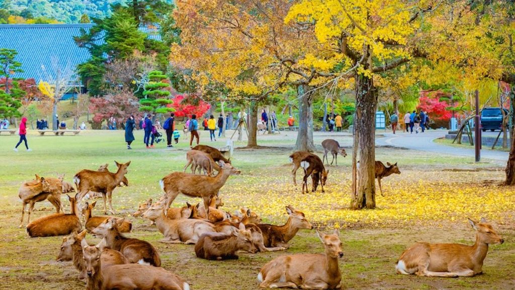 Tham quan công viên Nara trong tour Nhật Bản