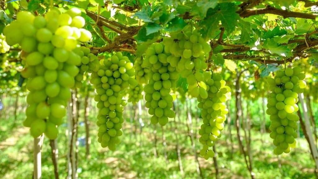 Tham quan vườn nho Ninh Thuận