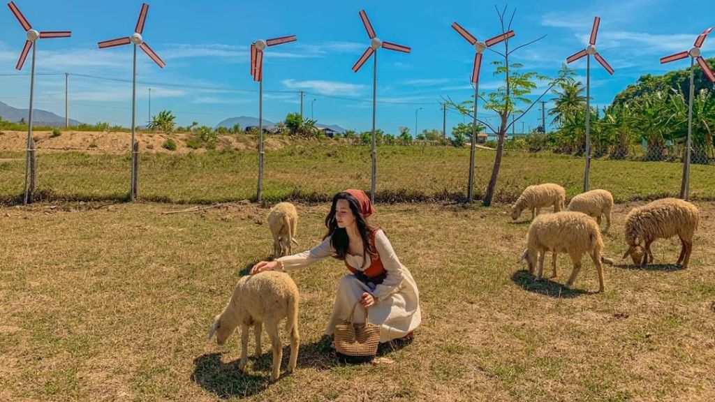 Trải nghiệm thảo nguyên xanh cùng với đàn cừu thân thiện