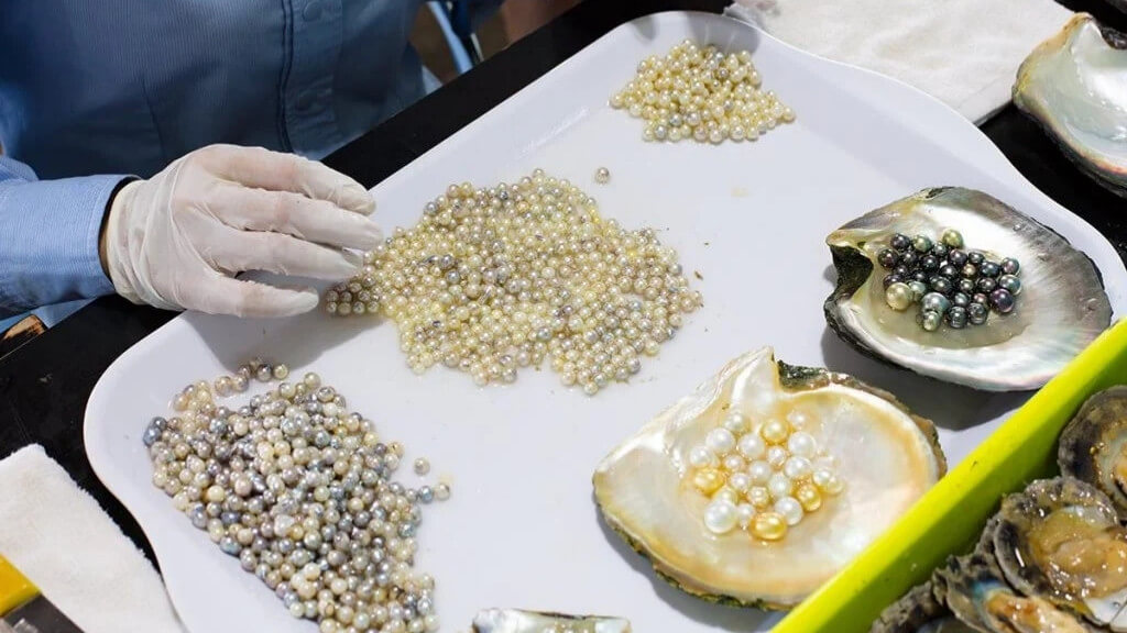 Tìm hiểu quy trình nuôi cấy ngọc trai Phú Quốc