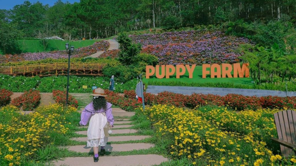 Du khách tham quan Puppy Farm