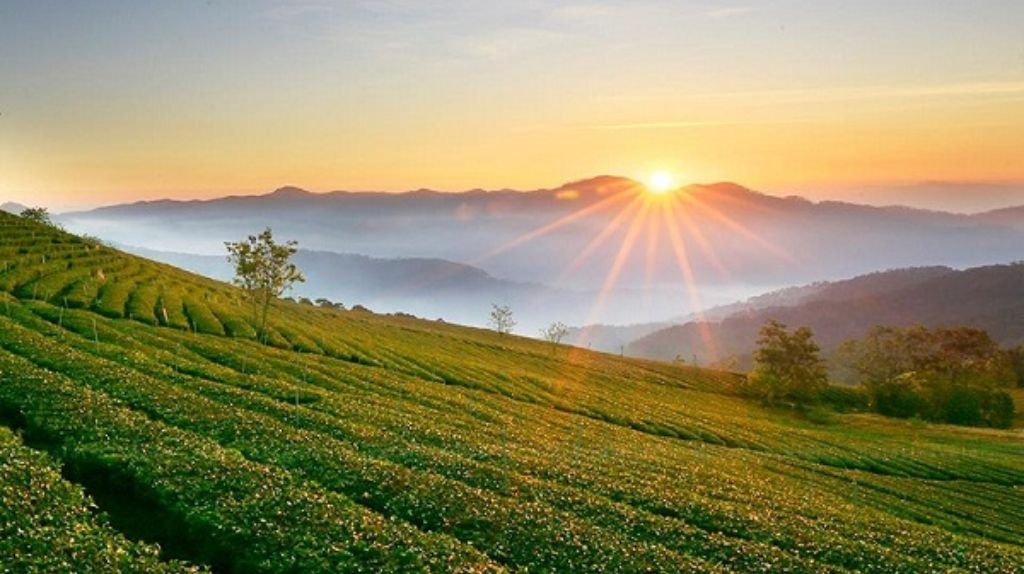 Quý khách tham quan Đồi Chè Cầu Đất xanh bạt ngàn