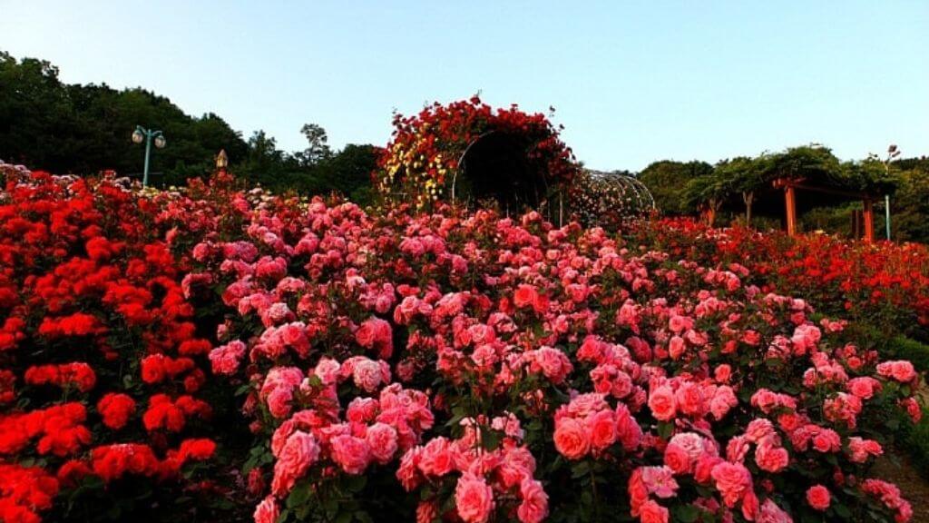 Vườn Hồng Cổ, nơi những gốc hồng lâu năm khoe sắc rực rỡ