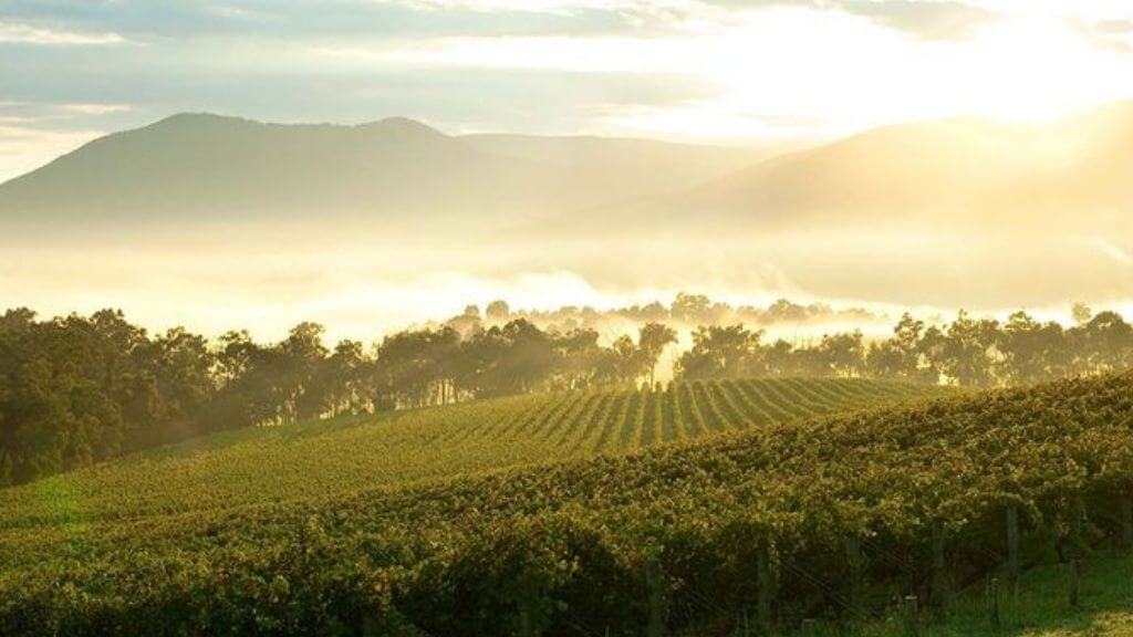 Cánh đồng nho trải dài ở Hunter Valley trong nắng sương mai