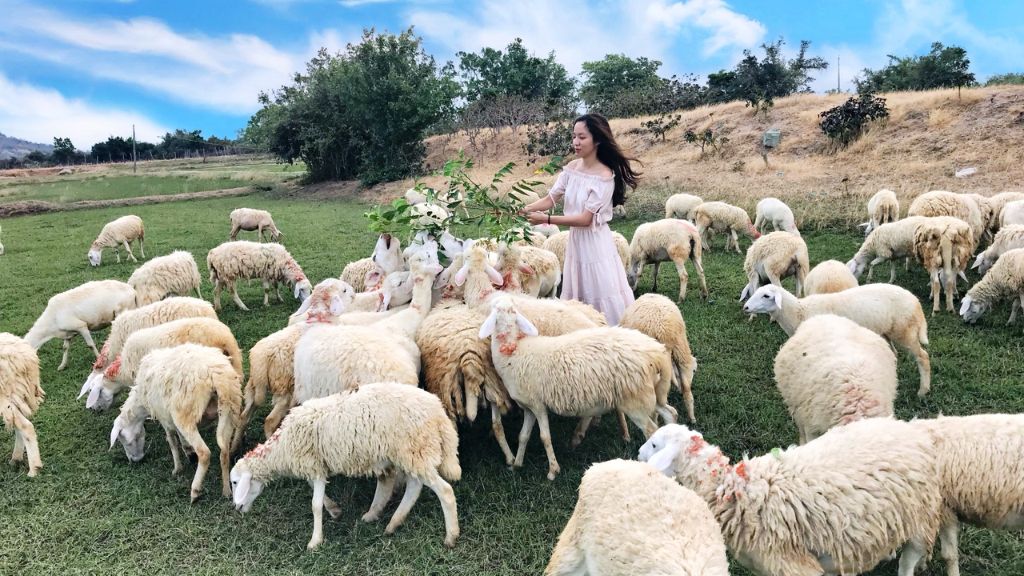 Tham quan đồng cừu trong tour Nha