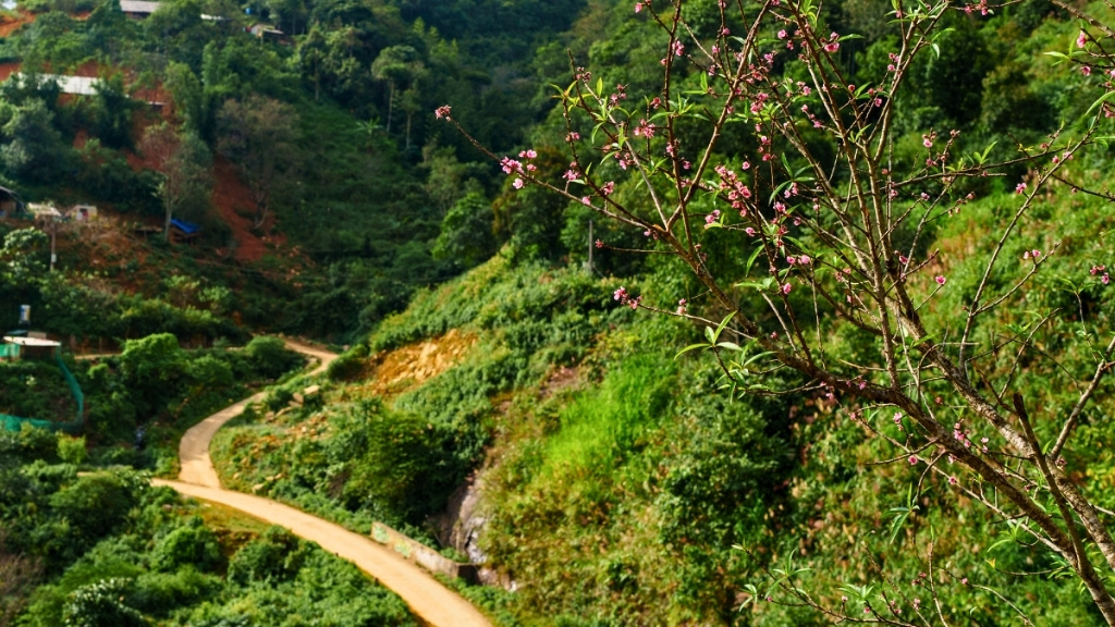 Tà Xùa đẹp ngỡ ngàng mùa hoa đào rực rỡ giữa biển mây