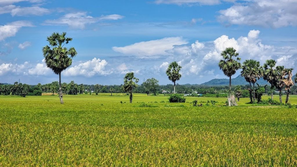 Khám phá cánh đồng thốt nốt An Giang