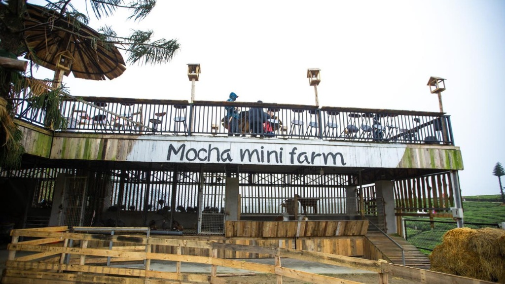 Mocha Hill địa điểm check in mới nổi tại Mộc Châu