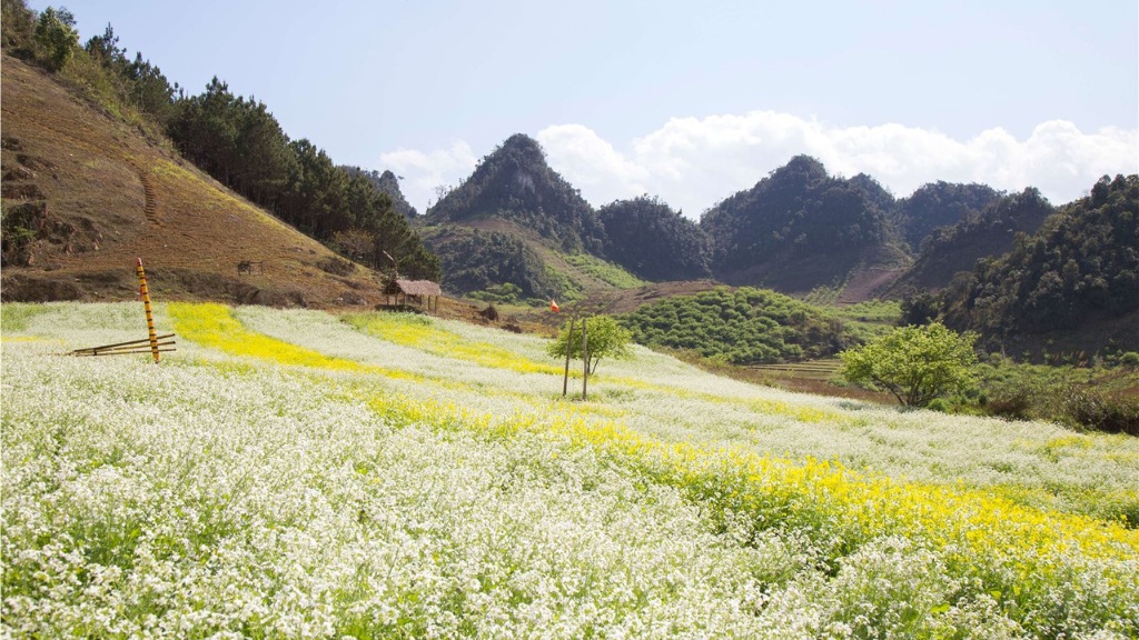 Thiên nhiên tươi đẹp đáng trải nghiệm trong tour Tết 3N3Đ