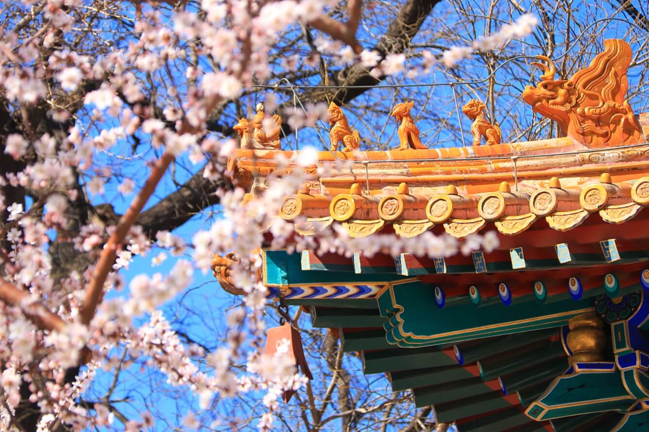 Bắc Kinh mùa hoa anh đào