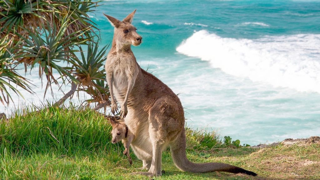 Những chú Kangaroo dễ thương tại Sydney Zoo