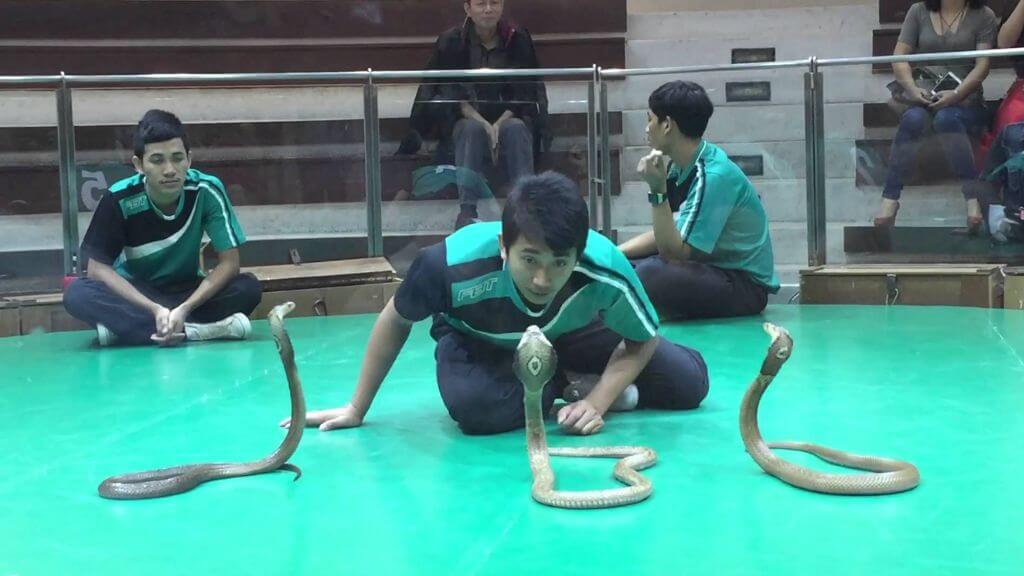 Màn biểu diễn tại trung tâm nghiên cứu rắn Hoàng Gia